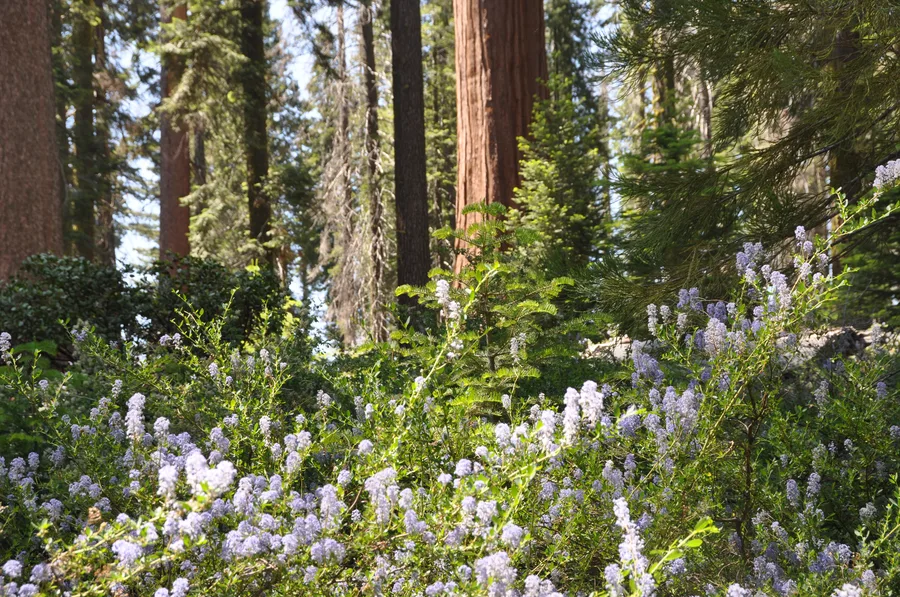 California Bay Area
