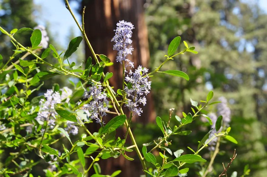 California Bay Area